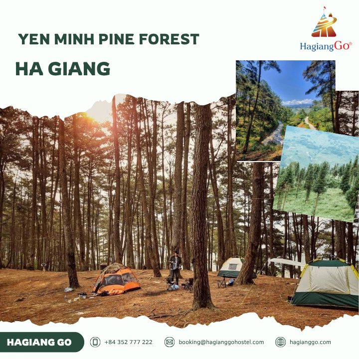 Yen Minh Pine Forest - A tranquil retreat on the Ha Giang Loop
