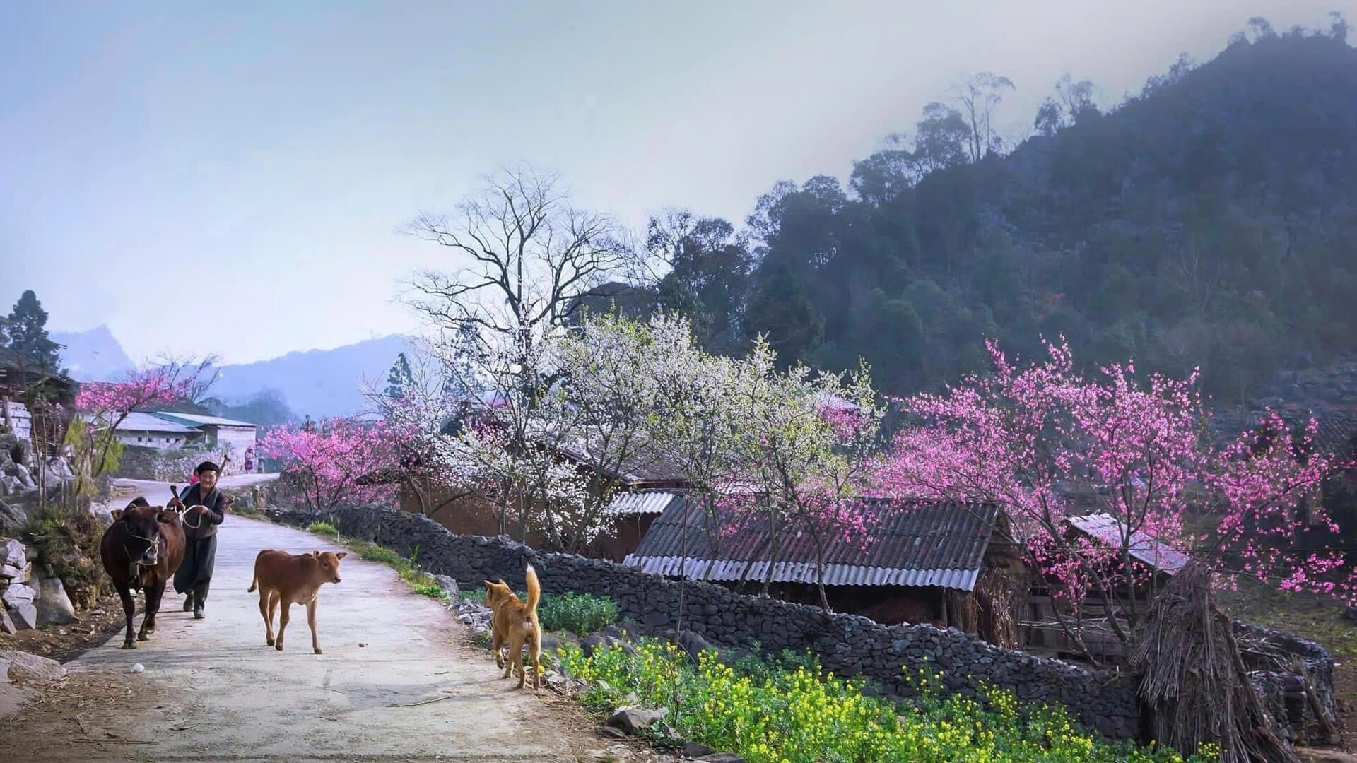 Ha Giang Loop